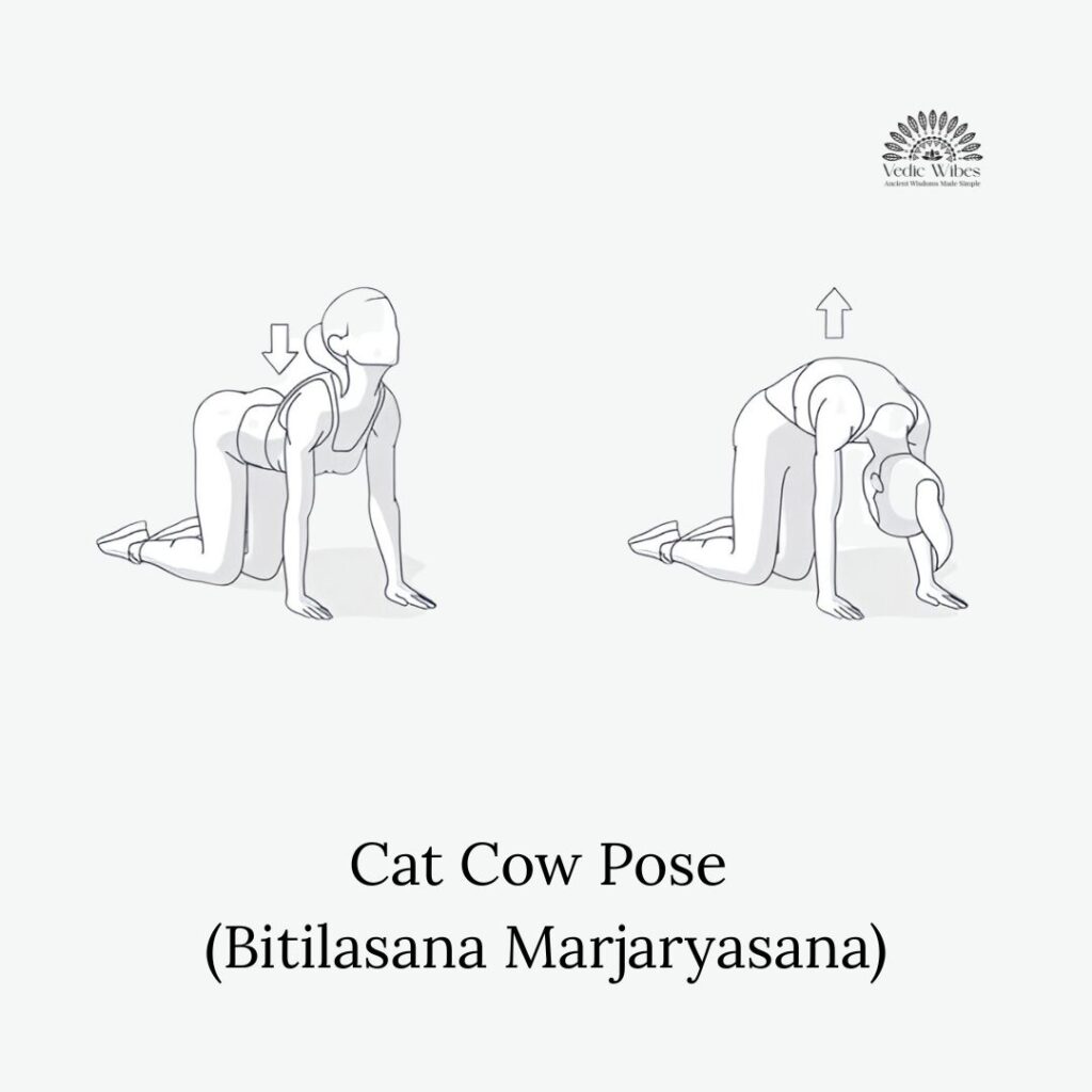 cat-cow-pose-vedicwibes-ishita-sengupta